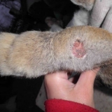 Kukuruz ili pododermatitis kod kunića - kako liječiti bolest